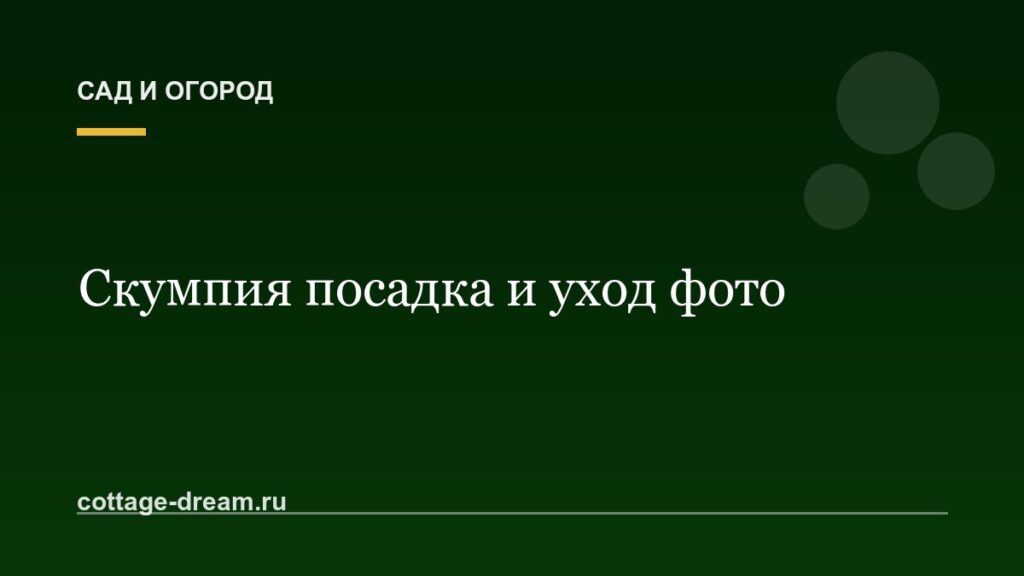 Скумпия посадка и уход фото