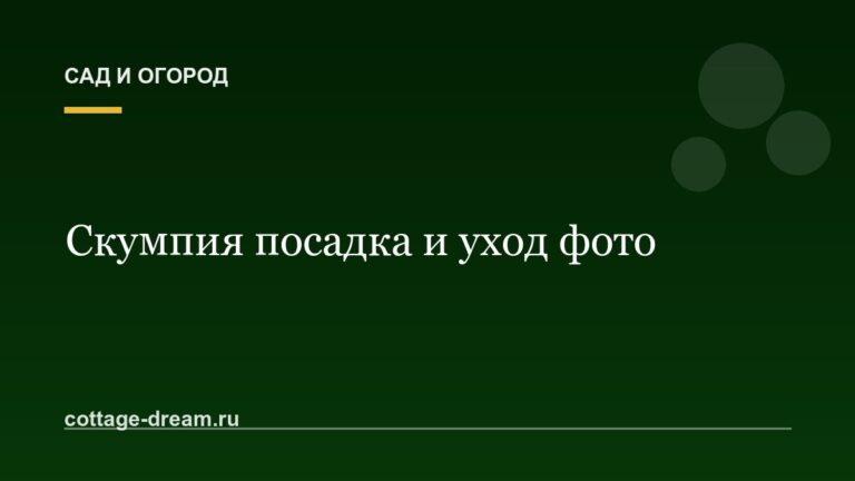 Скумпия посадка и уход фото