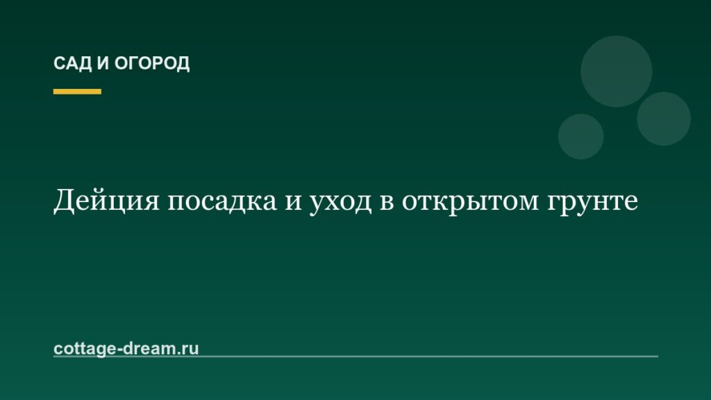 Дейция посадка и уход в открытом грунте