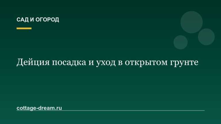 Дейция посадка и уход в открытом грунте