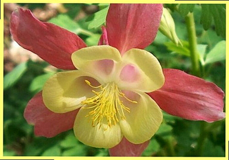 Аквилегия выращивание из семян фото