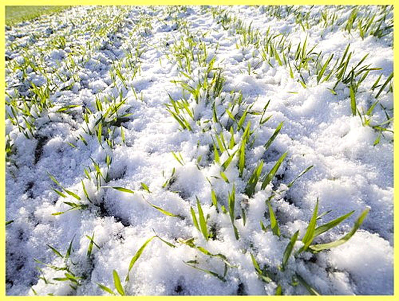 Обработка почвы под озимые культуры