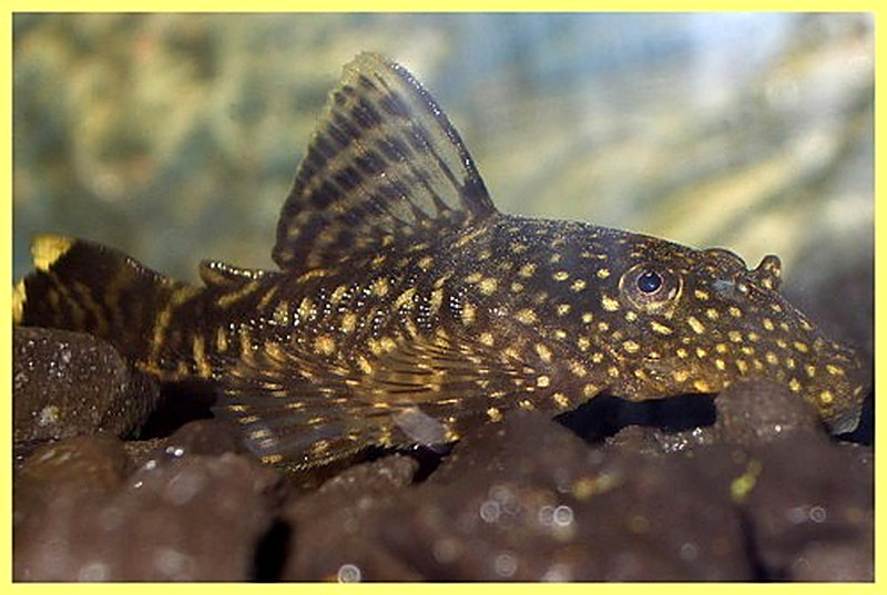 Аквариумные рыбки анциструсы фото