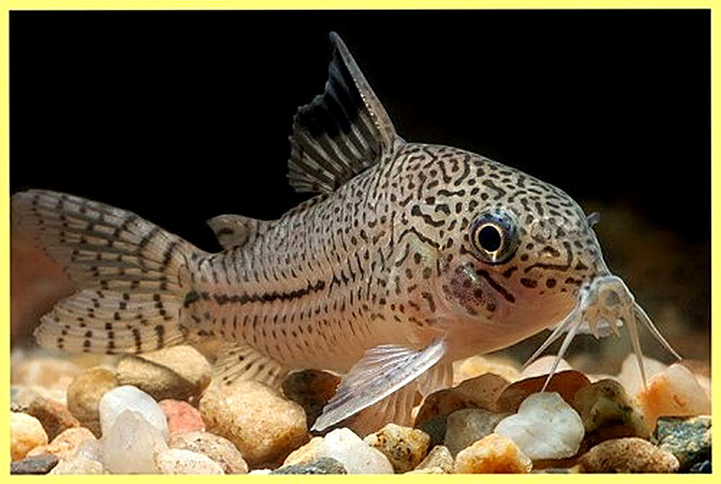 Аквариумные рыбки коридорасы фото