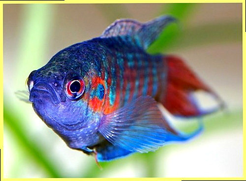 Аквариумные рыбки фото с названиями и описанием