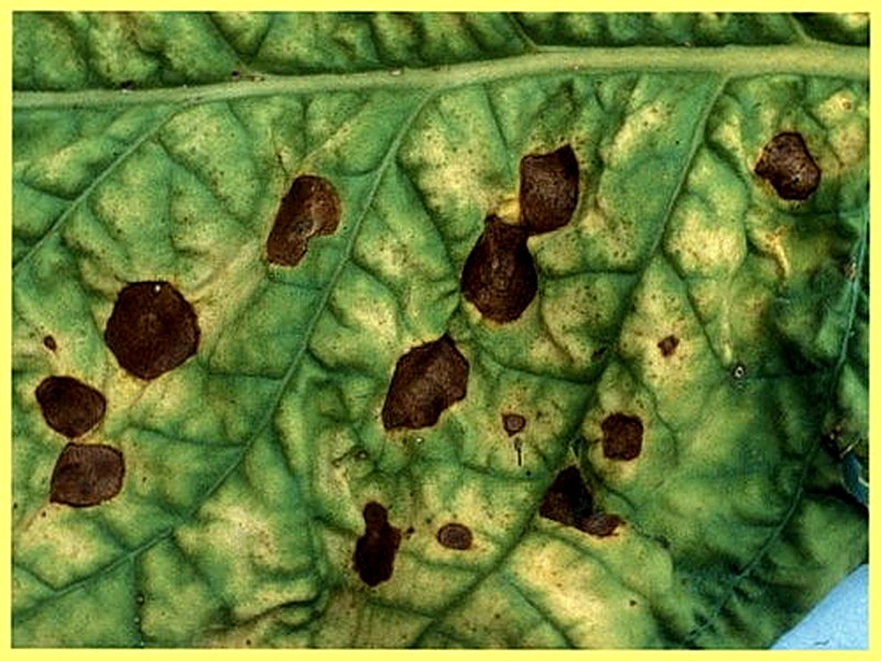 Антракноз комнатных растений лечение