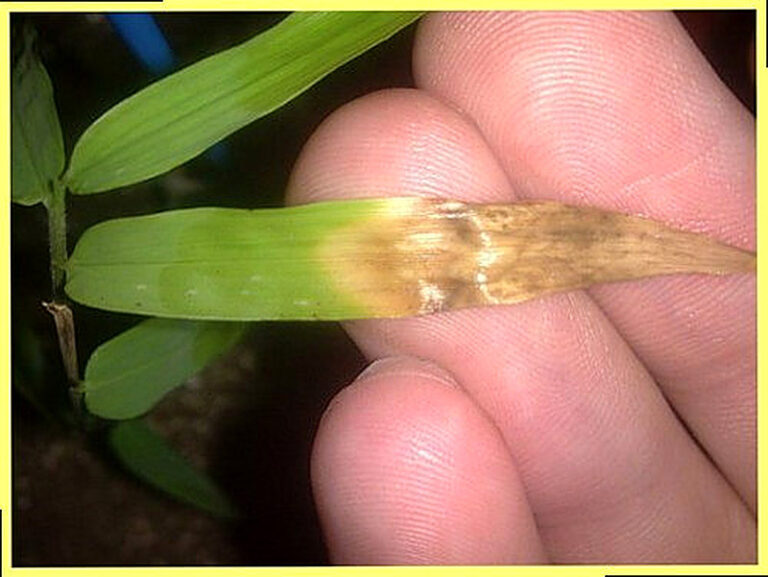 Болезни комнатных растений фото