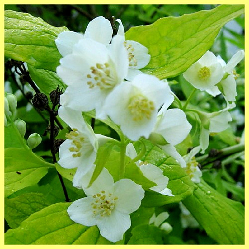 Венечный чубушник