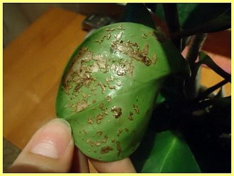 Водянка комнатных растений