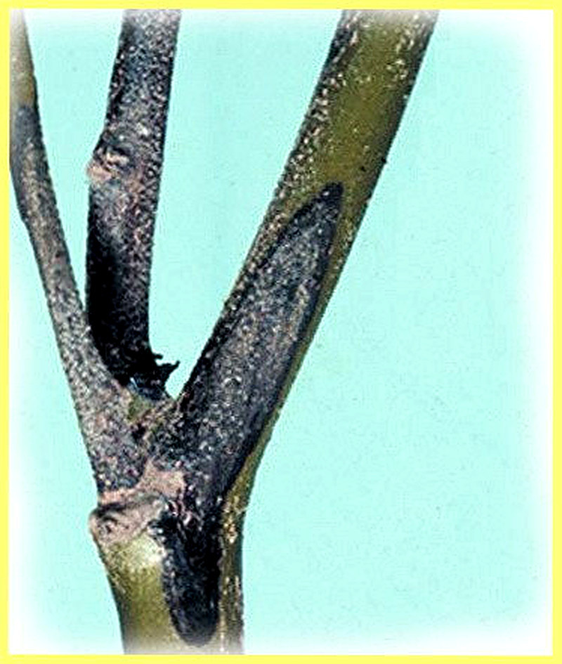 Гниль стеблей у комнатных растений