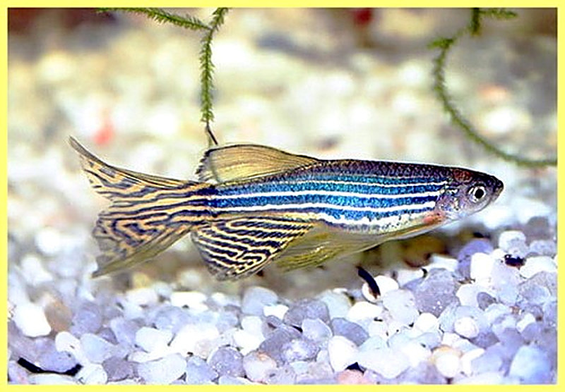 Данио рерио содержание и уход