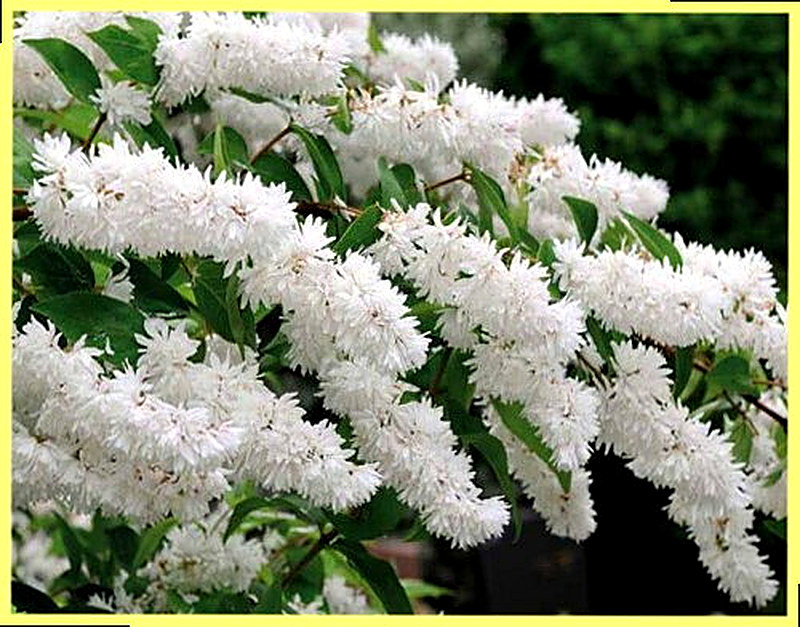 Дейция шершавая белоснежная фото