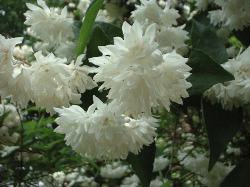 Дейция шершавая махровая фото