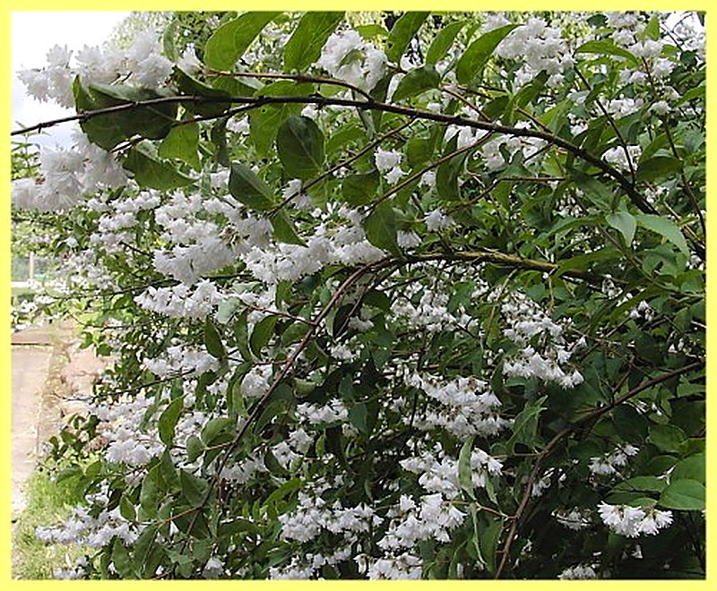 Дейция шершавая описание