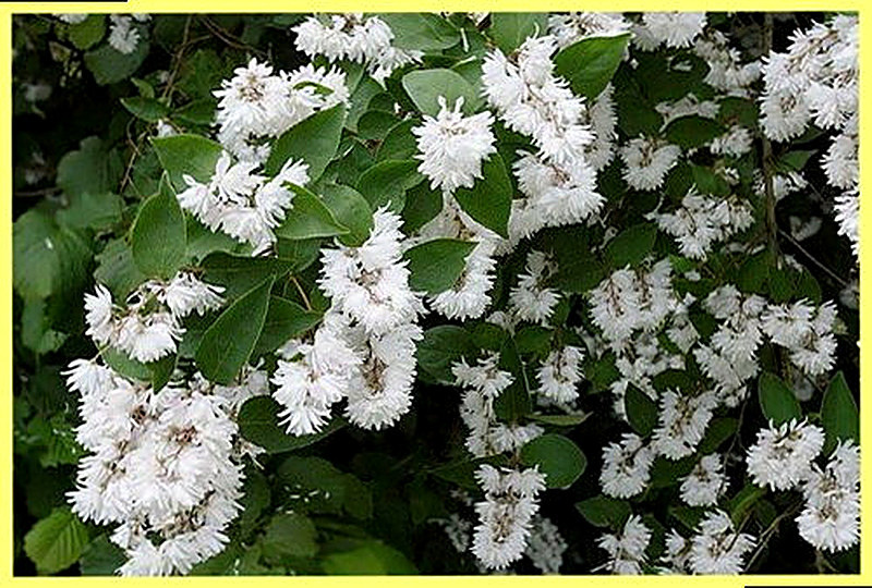 Дейция шершавая посадка и уход фото