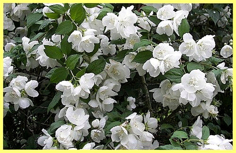 Жасмин Виргинский