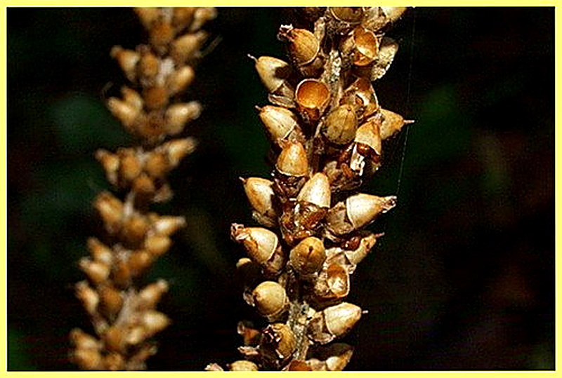 Интересное о семенах подорожника