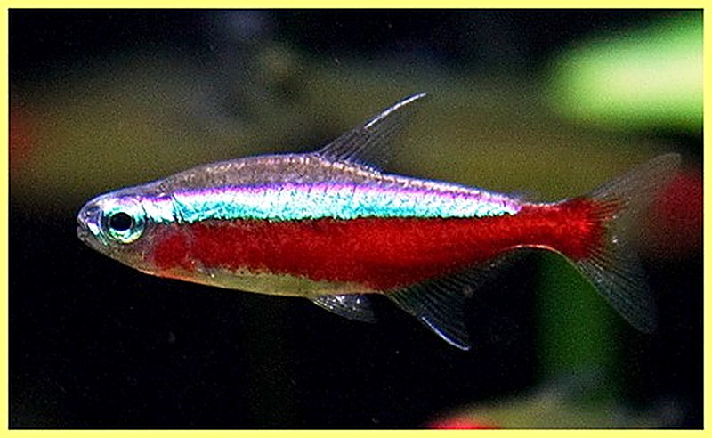 Кардиналы содержание и уход