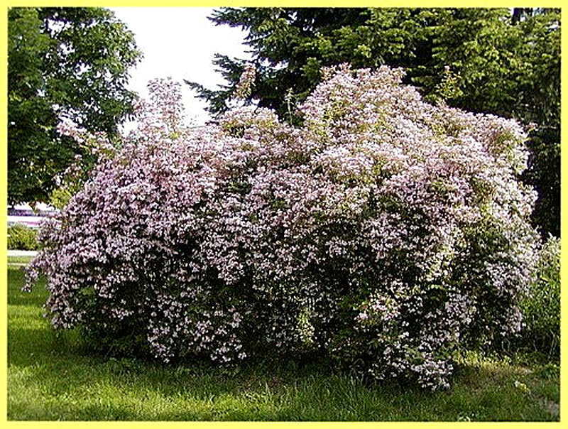 Кольквиция выращивание и уход