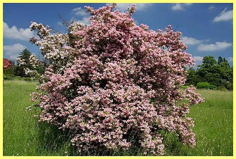 Кольквиция выращивание и уход фото