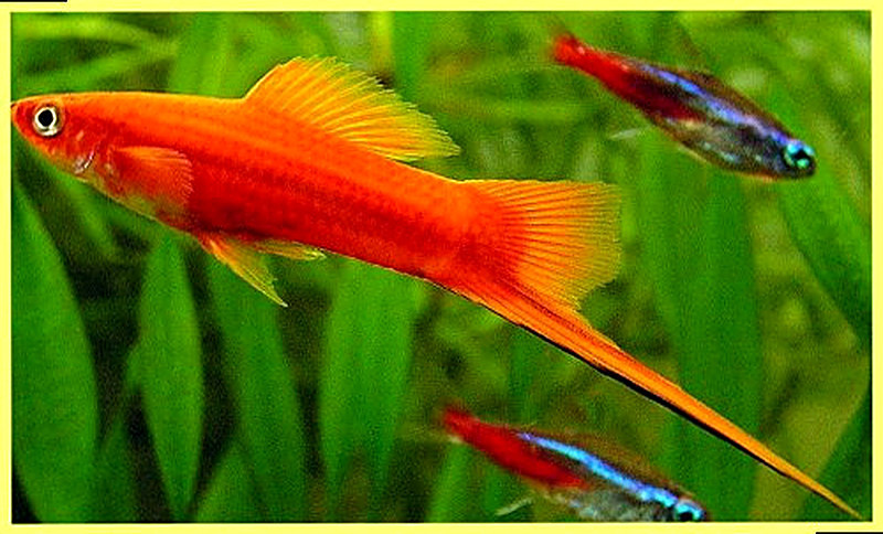 Меченосцы содержание и уход