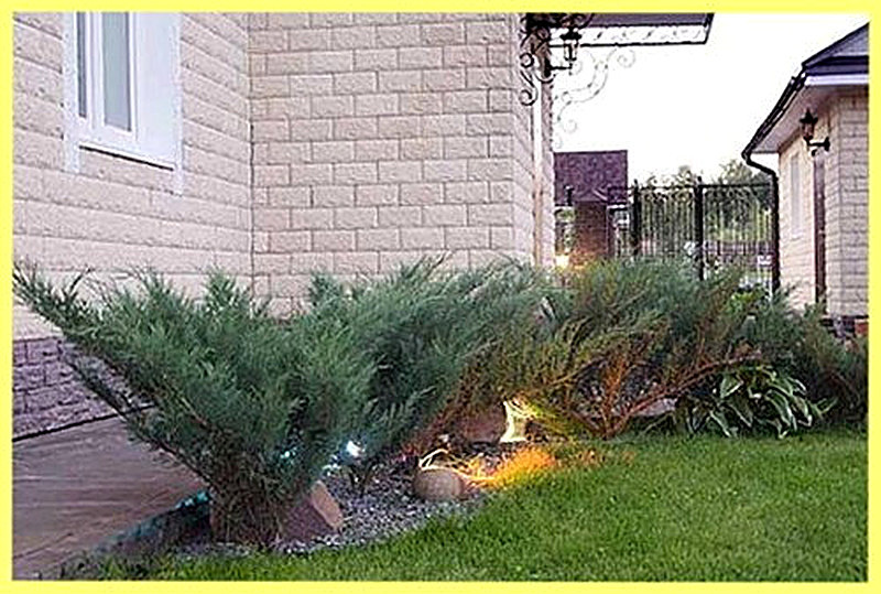 Можжевельник в ландшафтном дизайне фото