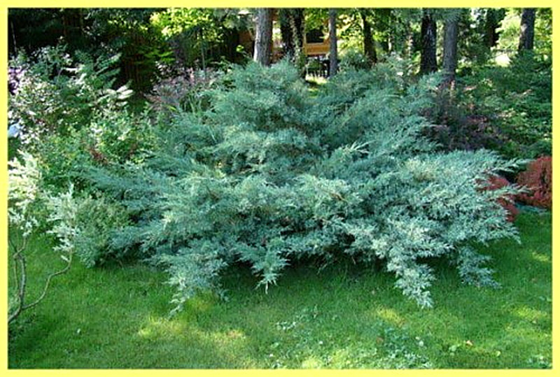 Можжевельник виргинский фото