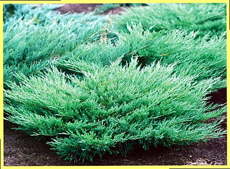 Можжевельник горизонтальный фото