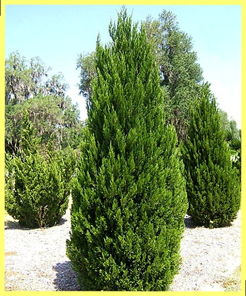 Можжевельник китайский фото