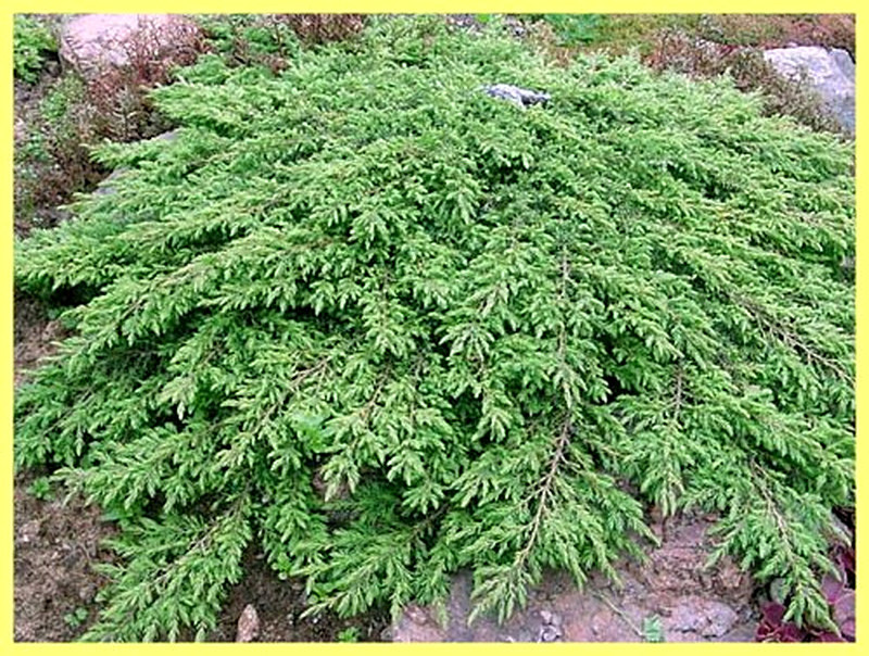 Можжевельник обыкновенный фото