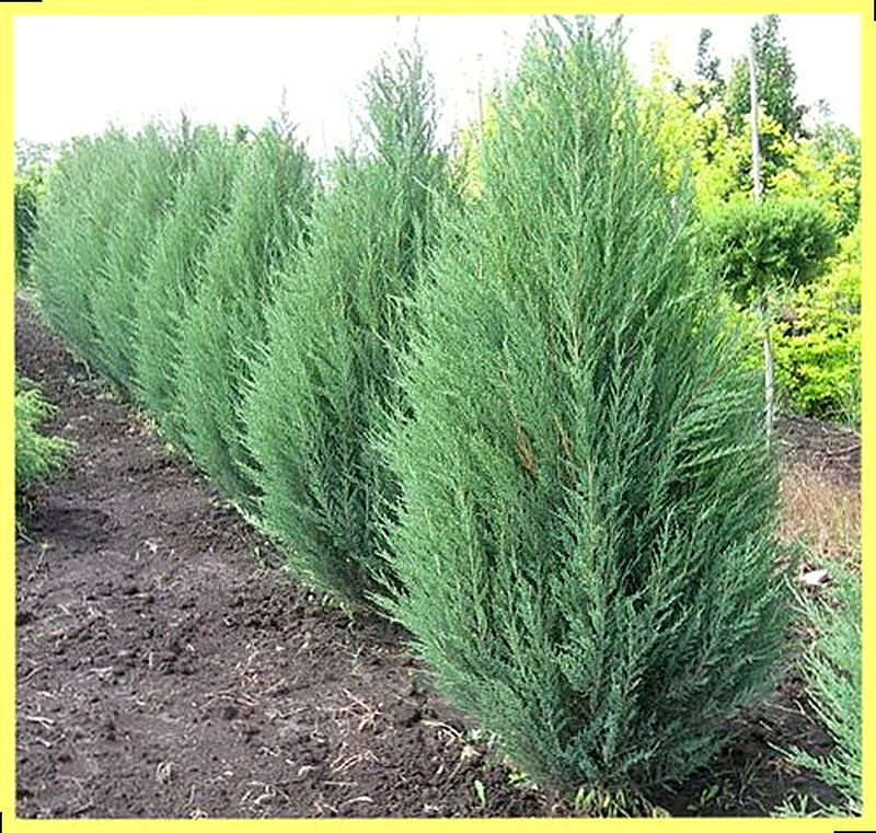 Можжевельник скальный фото