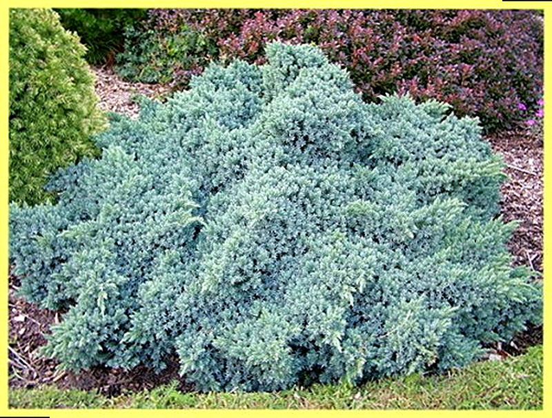 Можжевельник чешуйчатый фото