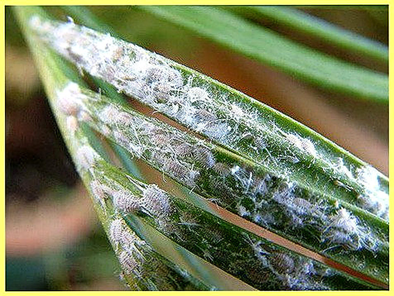 Мучнистая роса у комнатных растений