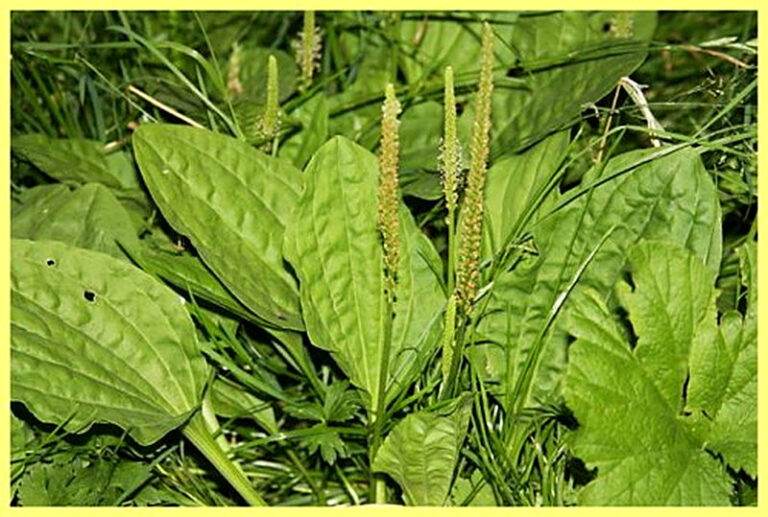 Подорожник лечебные свойства и противопоказания рецепты