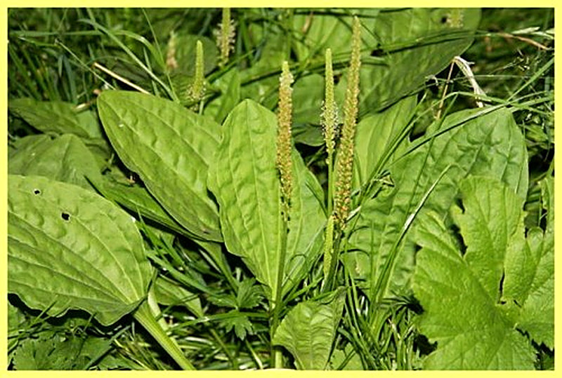 Подорожник лечебные свойства и противопоказания рецепты