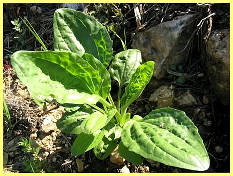 Подорожник описание растения