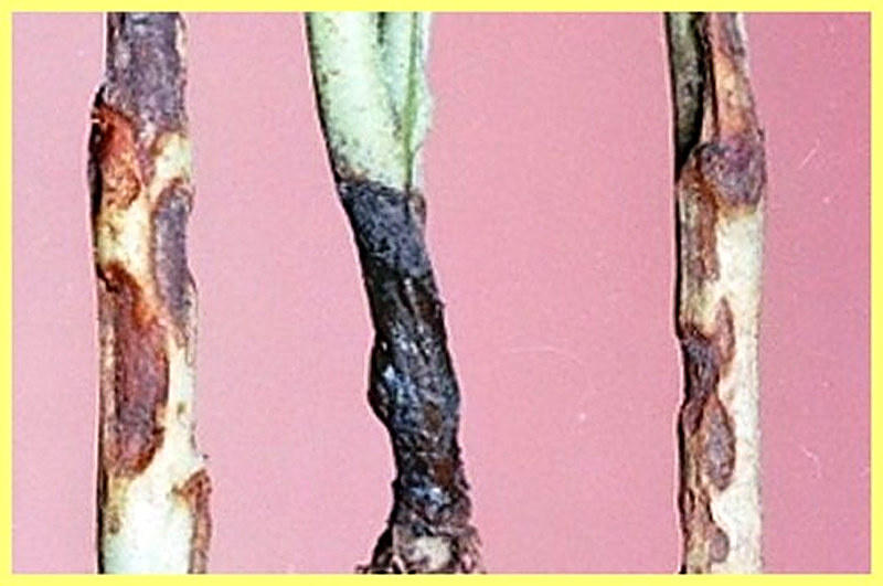 Прикорневая или черная гниль комнатных растений