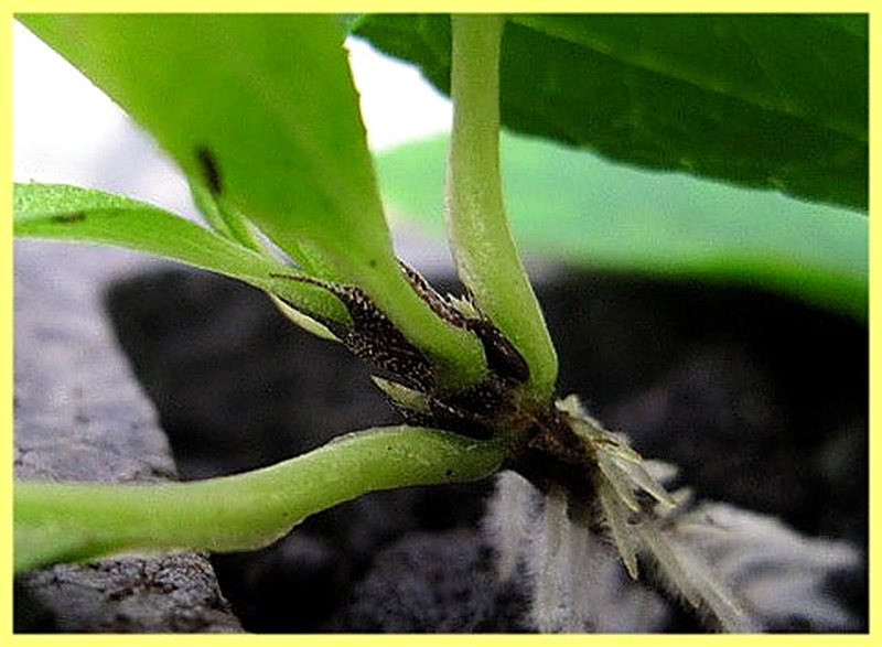 Размножение дейции черенками