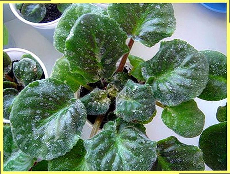 Серая гниль комнатных растений