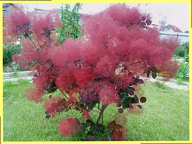 Скумпия кожевенная посадка и уход фото