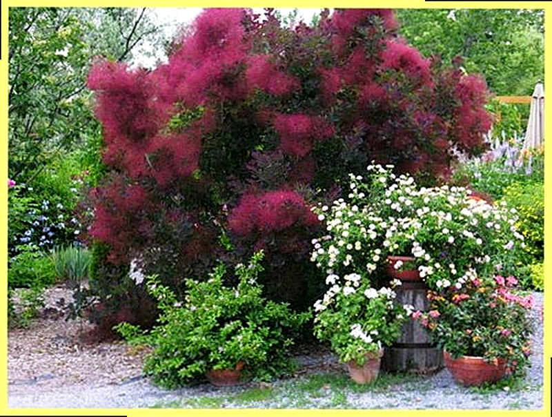 Скумпия посадка и уход фото