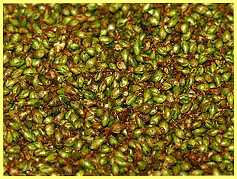 Состав и польза семян подорожника