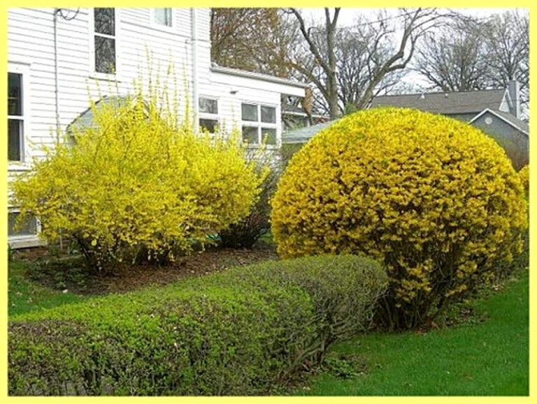 Форзиция посадка и уход фото