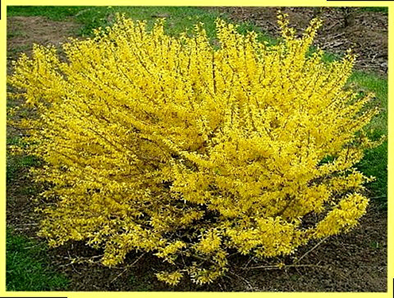 Форзиция промежуточная фото