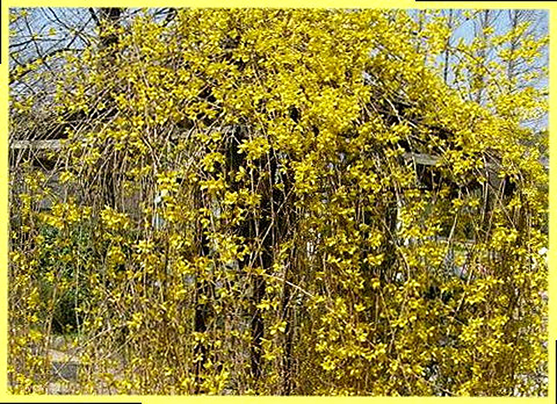 Форзиция свисающая фото