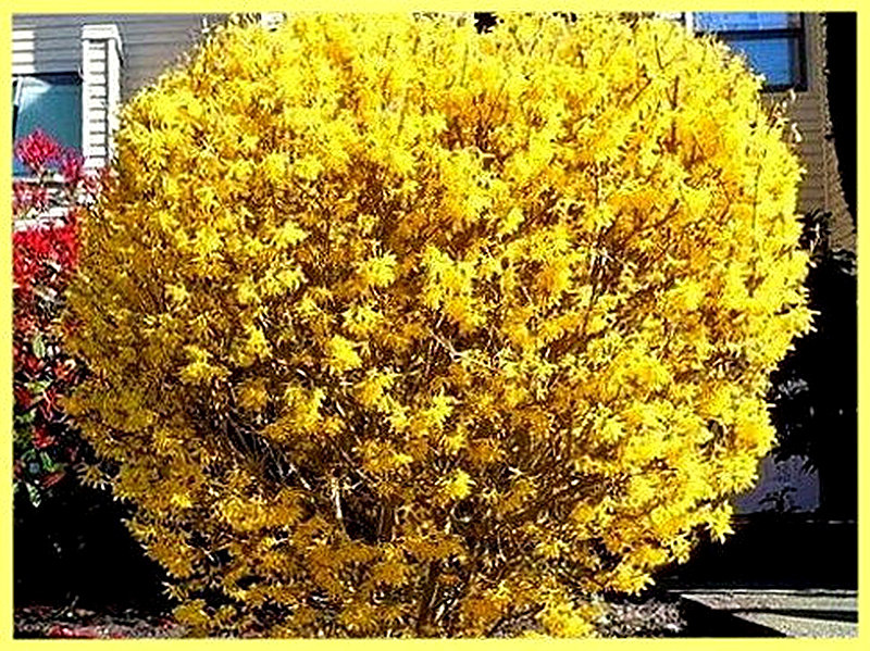 Форзиция яйцевидная фото