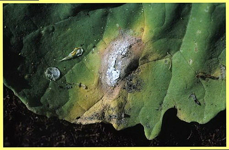 Чернь комнатных растений