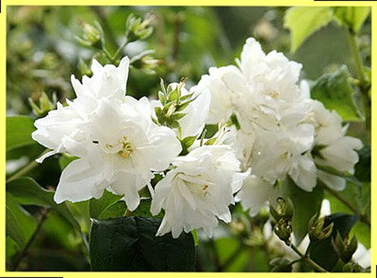 Чубушник выращивание и уход