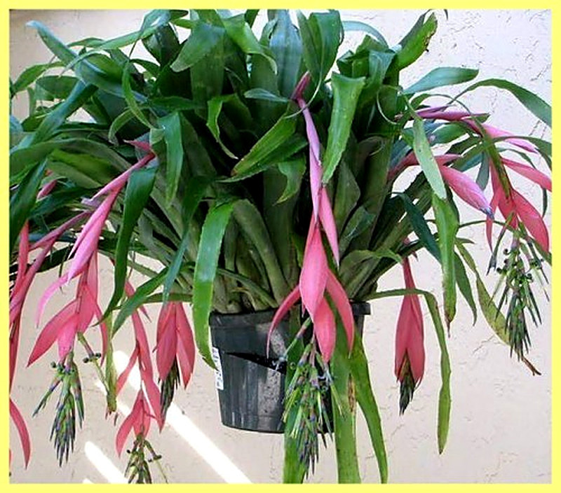 Бильбергия Поникающая фото