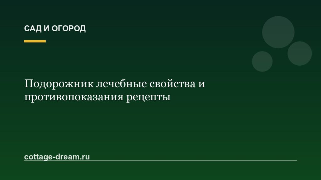 Подорожник лечебные свойства и противопоказания рецепты